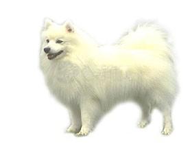 白色的小狗有哪些品种小型犬呢(白色细腿尖嘴小型水鸟)