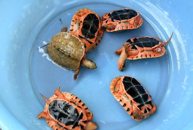十大最值得养的龟枫叶龟(蛋龟)