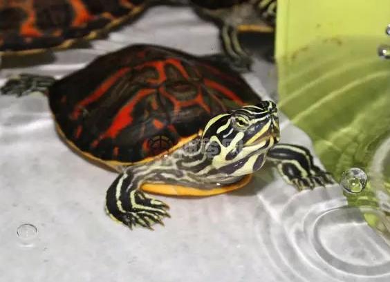 十大最值得养的龟枫叶龟(蛋龟)