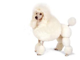 白色的小狗有哪些品种小型犬呢(白色细腿尖嘴小型水鸟)