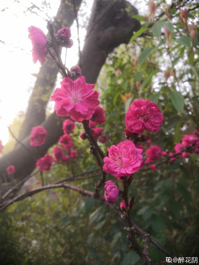 花名大全经典(花名大全1000个)