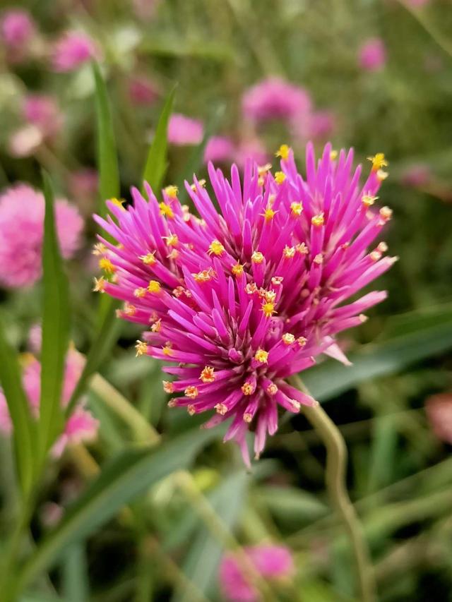 花名大全经典(花名大全1000个)