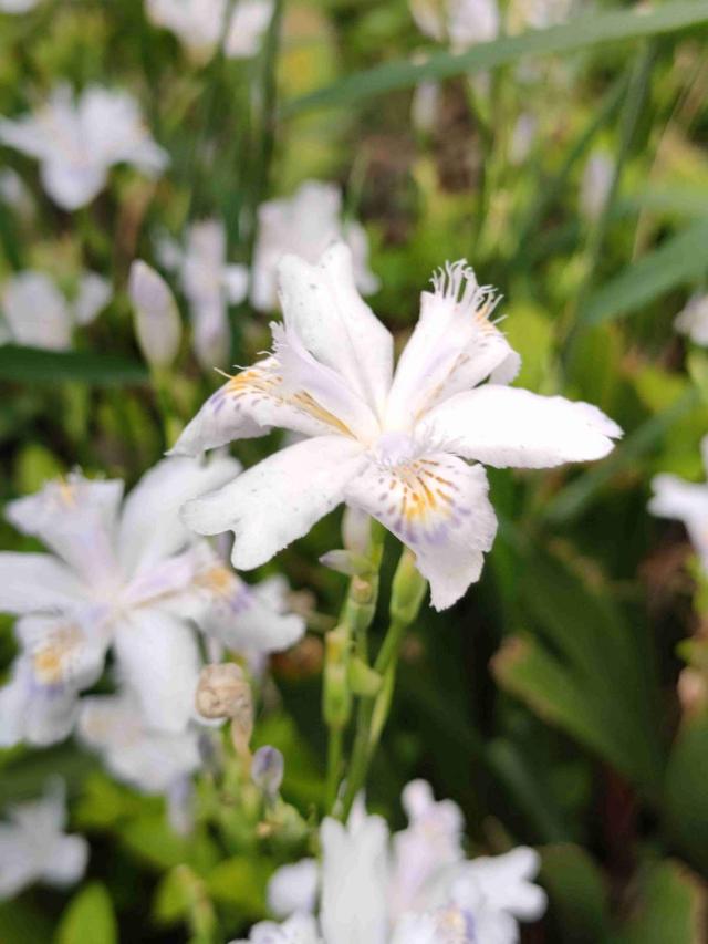 花名大全经典(花名大全1000个)