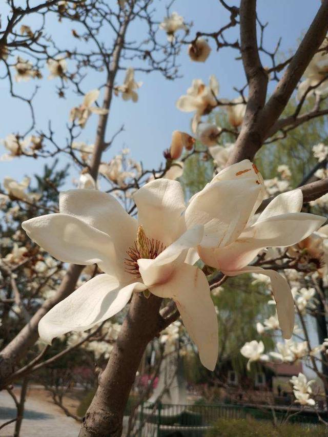 花名大全经典(花名大全1000个)