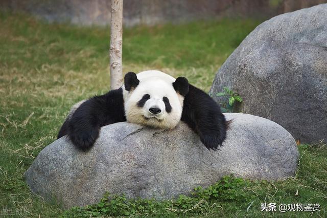 大熊猫为什么只有中国有(熊猫寿命一般多少)