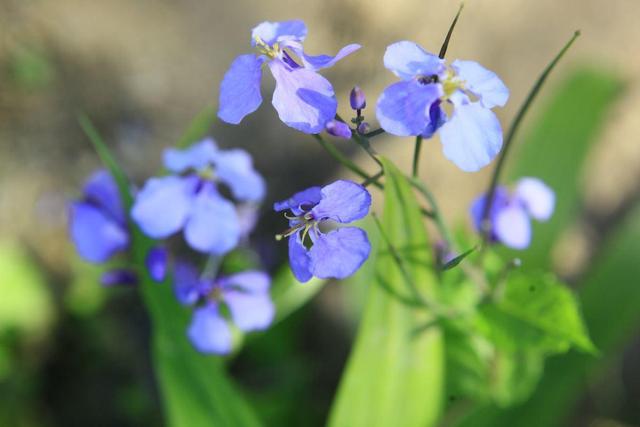 花名大全经典(花名大全1000个)