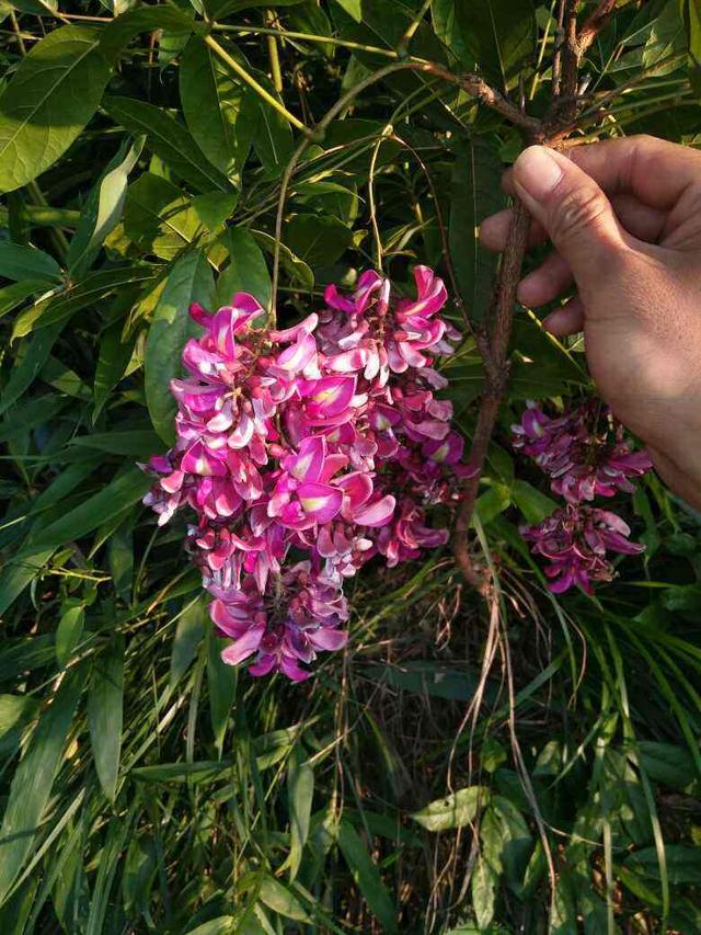 花名大全经典(花名大全1000个)