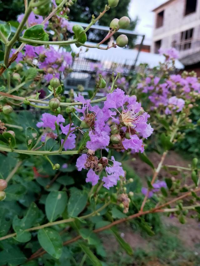 花名大全经典(花名大全1000个)