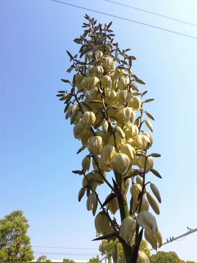 花名大全经典(花名大全1000个)