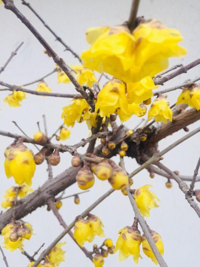 花名大全经典(花名大全1000个)