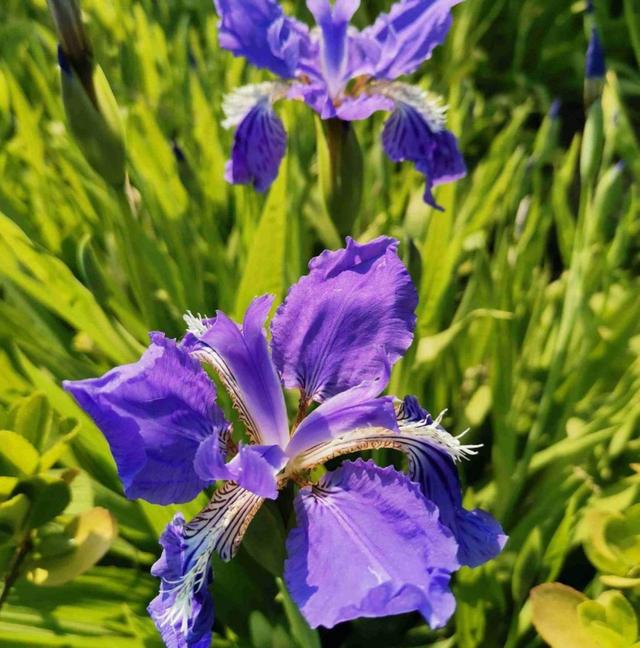 花名大全经典(花名大全1000个)