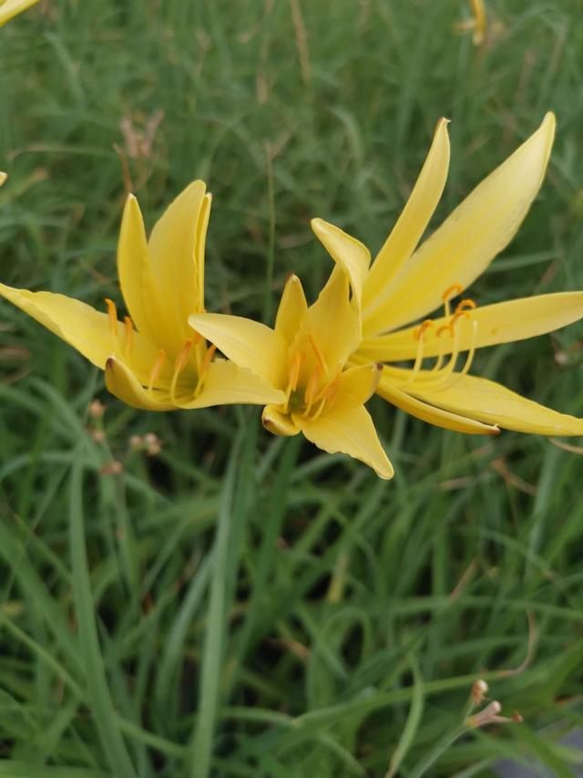 花名大全经典(花名大全1000个)