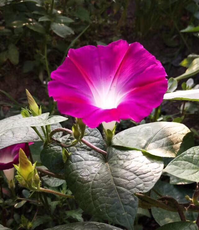 花名大全经典(花名大全1000个)