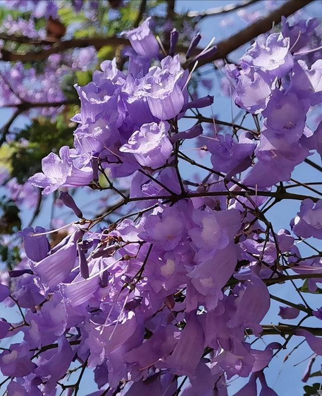 花名大全经典(花名大全1000个)