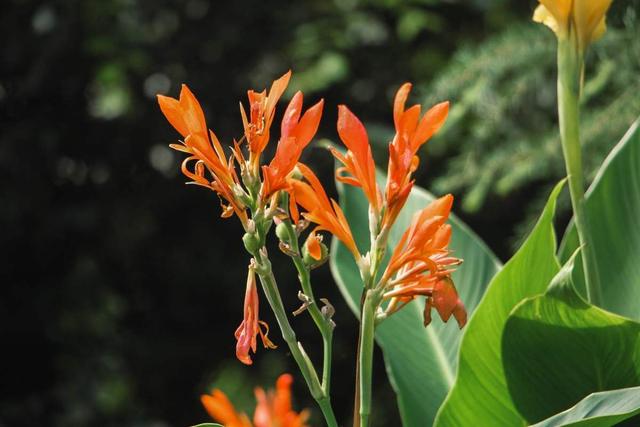 花名大全经典(花名大全1000个)