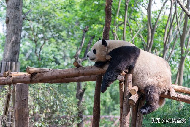 大熊猫为什么只有中国有(熊猫寿命一般多少)