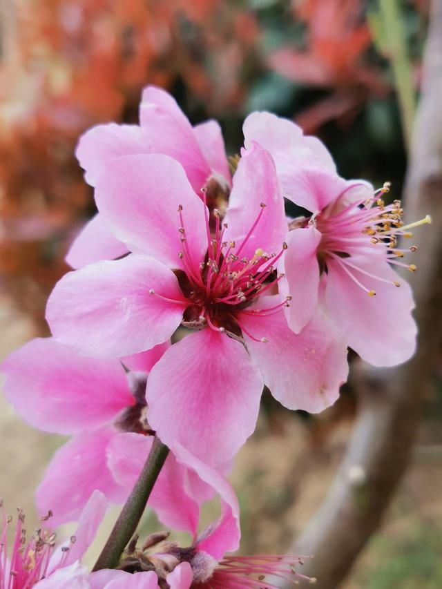 花名大全经典(花名大全1000个)