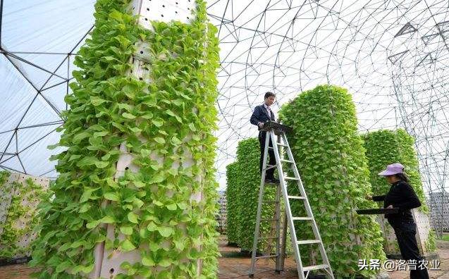 农村种植好项目推荐(寻找农村合伙人种植药材)