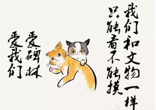 抖音网红猫宝宝是谁(网红猫宝宝什么样子)