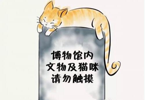 抖音网红猫宝宝是谁(网红猫宝宝什么样子)