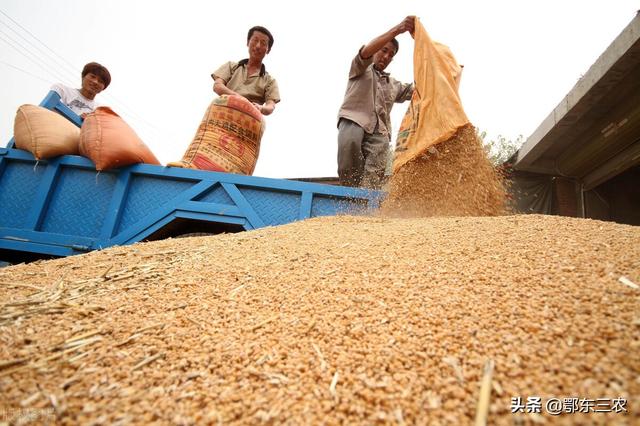 今年麦子价格估计能到多少钱一斤(小麦今日下乡收购价多少钱一斤)