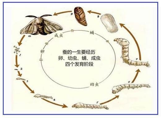 蚕蛹的生长过程图片
