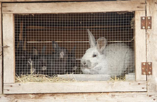 兔子养殖的利润怎么样了