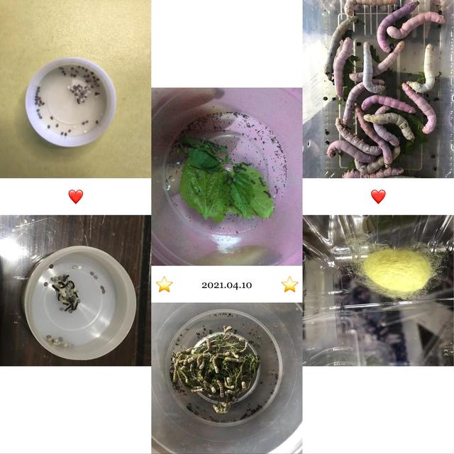 蚕生长的四个过程图片欣赏